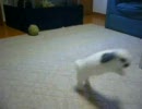 もっふもっふにしてやんよ♪（うさぎはいかが？）2