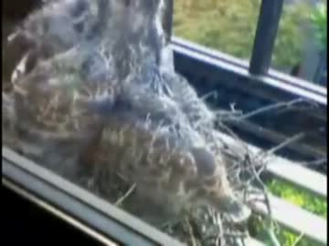 窓辺の鳩さん - 産卵から孵化、巣立ち