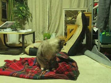 ママのブランケットにジャンくんハイテンション