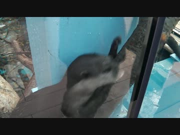 サンシャイン水族館に新しい仲間が！（コツメカワウソ）
