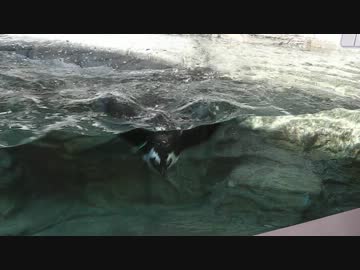 前に進みたいのに進めないペンギン