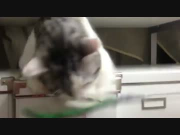 もぐらたたき状態の猫
