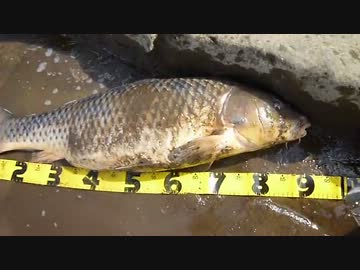 【ニコニコ鯉釣りダービー？】90うｐ　釣れちゃいました！