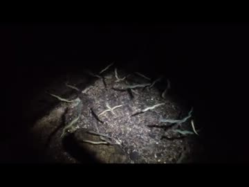 【ニョロ】東京湾のバチ抜け【ニョロ】もちょお