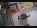 ホワイト君の災難（また後でと思ってたのに…。）.mpg