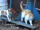仲のいい犬と猫