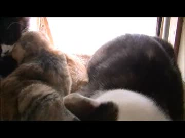 ちゃとらとはちわれ　モカの悲劇