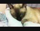 もふもふが止まらない猫