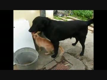 猫を完全レイプした犬UC