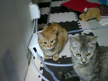 拾いねこ＠生後237/204日目　頭痛のときに運動会されるのは厳しい＠＠