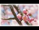 【ニコカラ】桜の下で(送別の歌アレンジ)【onvocal】