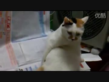 どう見ても おっさんにしか見えないぬこ