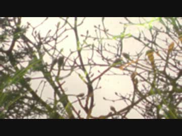 【NNI】　shiver　【ギターロック】