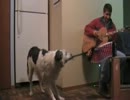 飼い主のギター演奏にアコーディオンで共演する犬