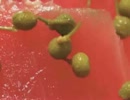 佃煮刺身DEよろ昆布★彡