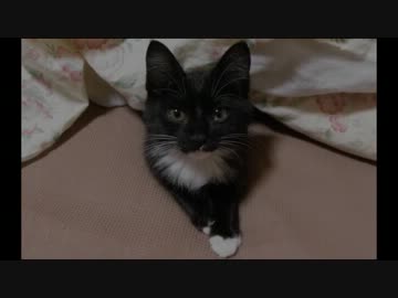 家に帰ったら猫がいました。総集編　後編