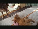 ネコさんにビビリながらも気になるワンコ
