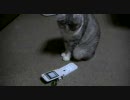 携帯を見るぬこ