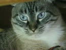 ジャンくんの家猫的生活　客観的に見てまだ半分？