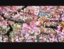 伊豆ツーリング 天城-河津編