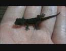 孵りたての赤ちゃんヤモリ
