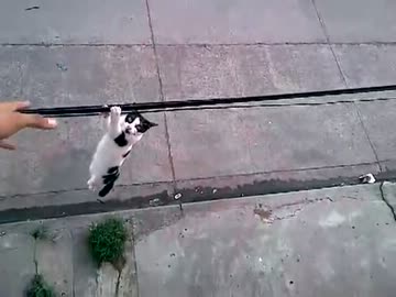 【感動】若者が電線に引っ掛かった絶体絶命な猫を救う【英雄】