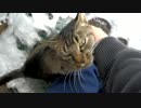 トラさん一家観察日記　270日目