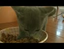 ロシアンブルー「ややちゃん」(^◎^)　カリカリまんまヽ(*´з｀*)ﾉ