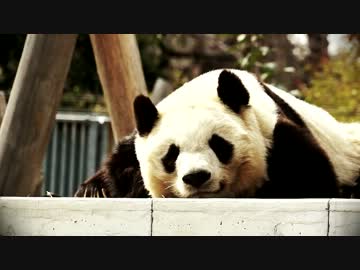 凍える冬の動物園。寒さにテンション下がりまくりの動物達