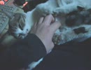 【ぬこ】みけぬこたんぽ
