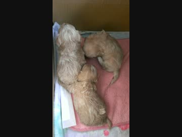実家の子犬達