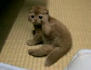 たわしねこ　ごろん