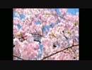 桜 (河口恭吾)　歌ってみた