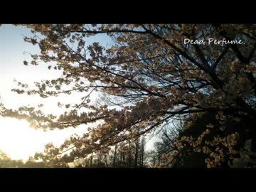 【NNI】Dead Perfume.【harunica,AmbientTechno】