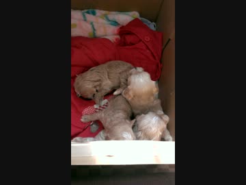 実家の子犬達2