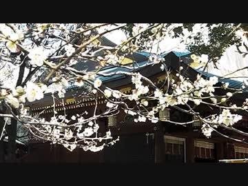 湯島天満宮 梅まつり