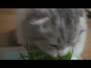 【猫動画】ねこ草を食べる猫【スコティッシュフォールド】