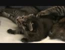 ぬこ動画　みーこファミリー