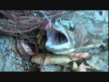 冬の野生ニジマス: 沈めてフライフィッシング