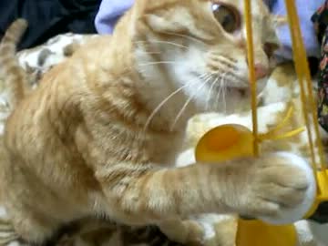 拾いねこ＠生後242/209日目　日本がんばー