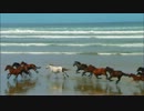 Wildlife.wmv