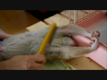 かわいいスローロリスをブラッシングする