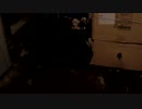 トラさん一家観察日記　273日目