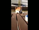 柴犬がお菓子をとるためにがんばる