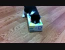 カシカシカシカシ!!ぴょーーーーん!!