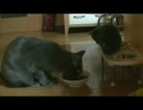 ロシアンブルーさびちゃん (ΦωΦ)ややちゃん(^◎^)　後頭部　痛っっ！！