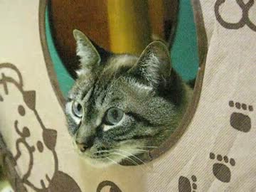 ジャンくんに新しい基地　あの雑誌の付録はすごい！