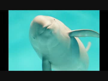 【巳年なので】岩国の白蛇様に会いに行こう【瀬戸内海のアイドル】