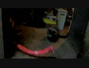 トラさん一家観察日記　274日目