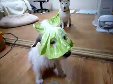 キャベツを食べる犬